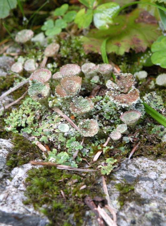 Cladonia sp su roccia silicea